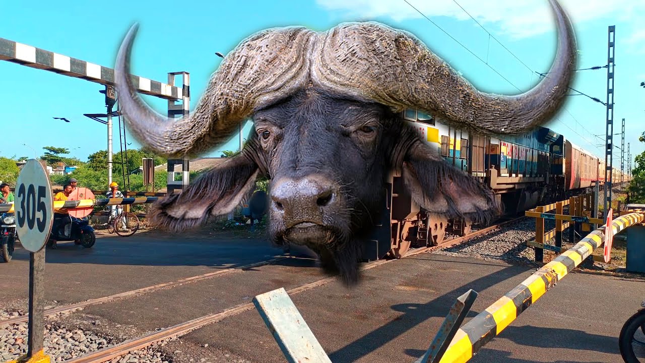 funny buffalo train - buffalo train - comedy funny face train - how to buffalo train - funny comedy
