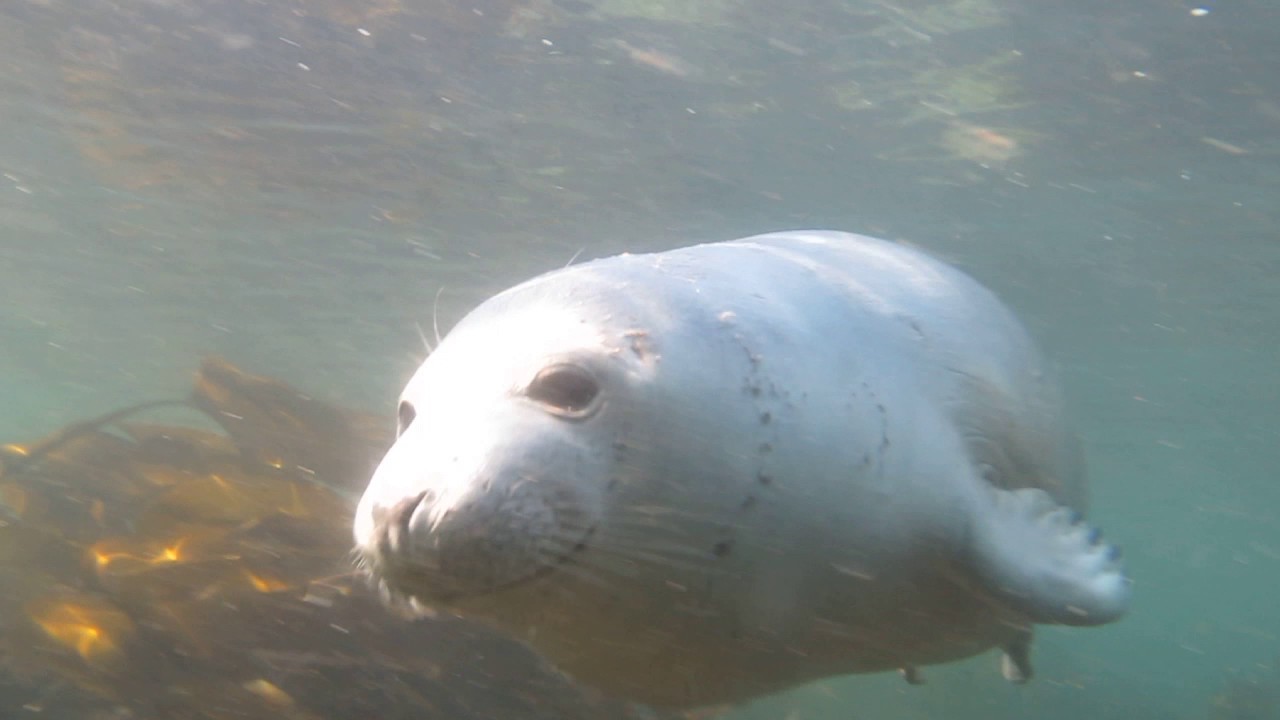 Diving with seals at Puffin Island