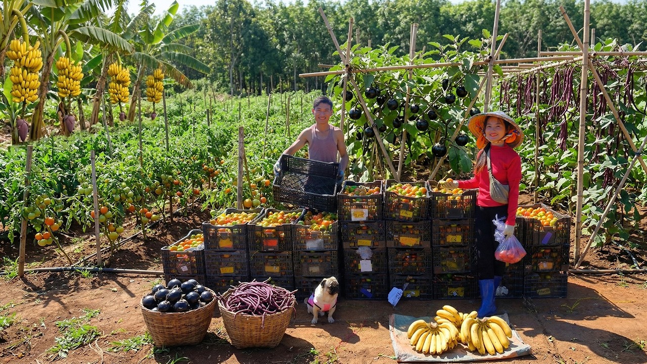 Harvest A Whole Garden Of Tomatoes With My Older Brother – Cook Together, Build A Farm