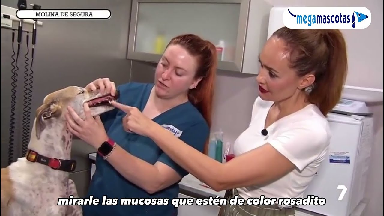 Visita al VETERINARIO antes de VACACIONES - Megamascotas