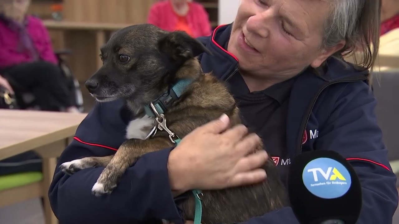 &bdquo;Besuchsdienst mit Hund&ldquo; der Malteser in Regensburg