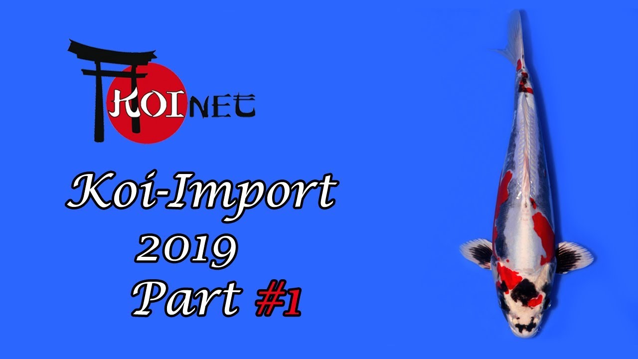Koi-Import 2019 Part #1