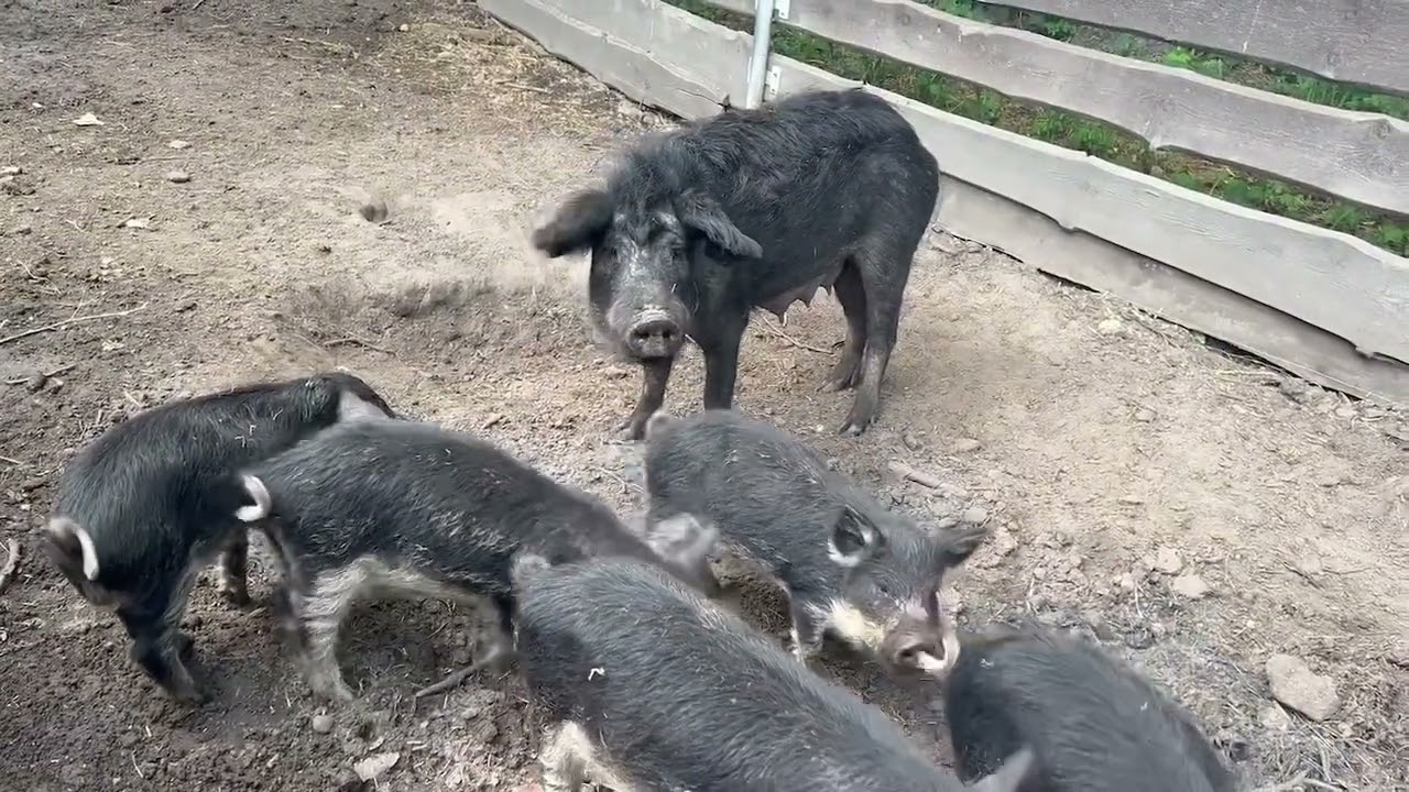 Schweine Sau mit Ferkeln ein grunzen und quieken
