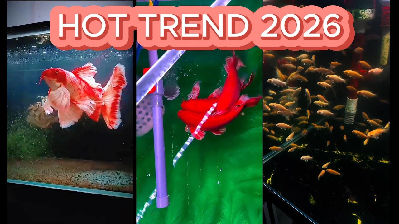 BẦY CÁ NHẬP THỨ 2 CỦA TÔI ! Chép Phi Tần Bột Đỏ Gen Hoa Hồng – Hot trend 2026