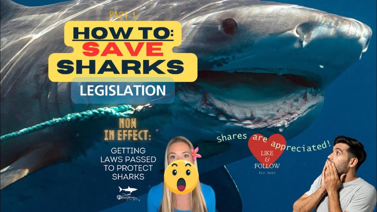How To SAVE SHARKS by Ocean Ramsey and #JuanSharks #OneOcean #SaveSharks #OceanRamsey #Shark #Sharks