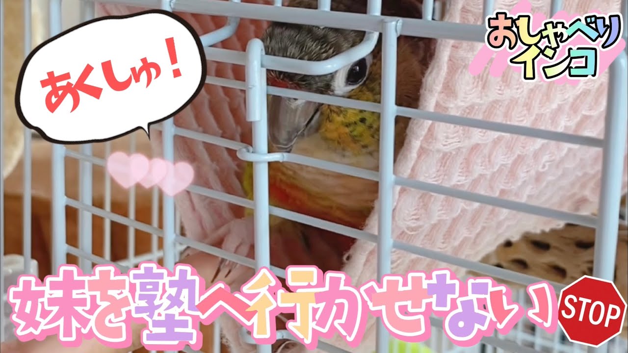 妹を塾へ行かせたくないインコ【ウロコインコのぽぽ】