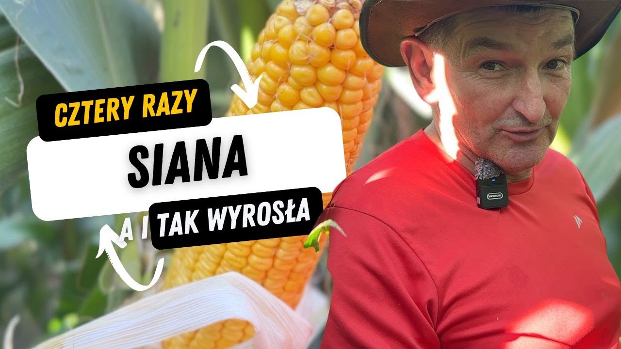 Rekordowe plony kukurydzy w Bronowie