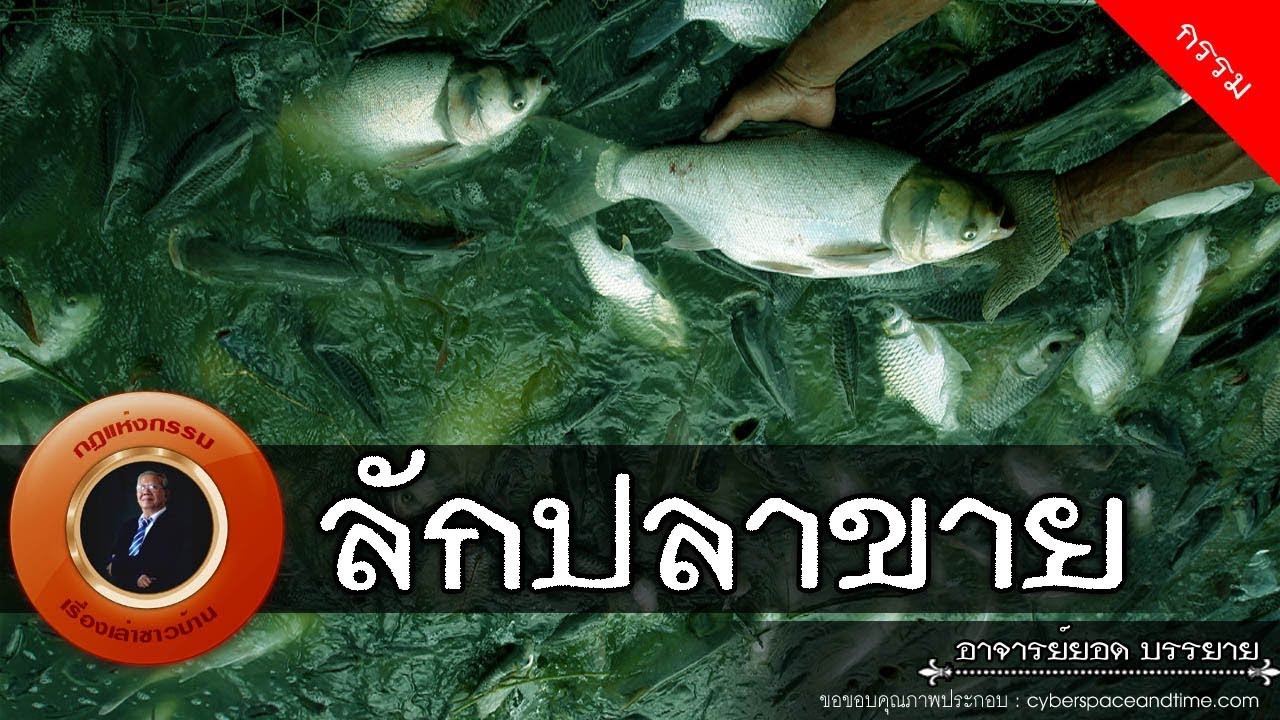 อาจารย์ยอด : ลักปลาขาย [กรรม]