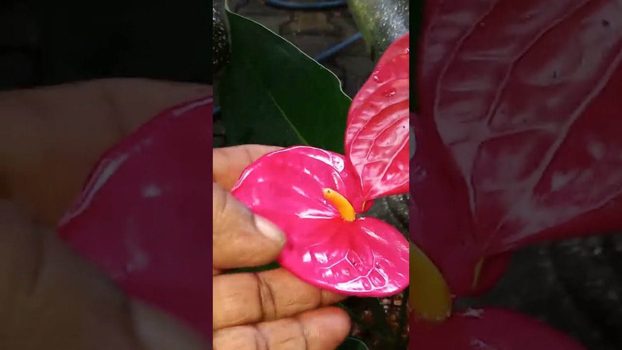ලස්සන ම  ලස්සන   පැකේජ්     දෙකක් 🌹🌹🌹