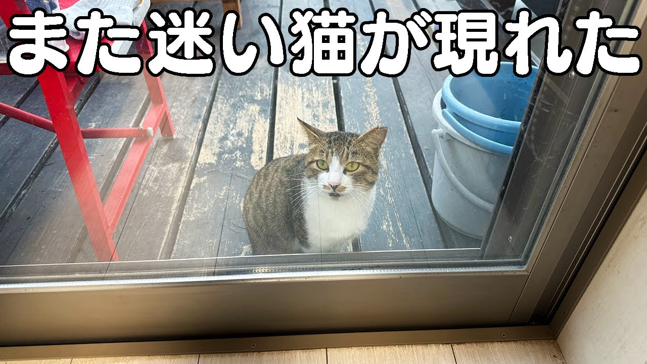 また釣りよかハウスに迷い猫が現れた。