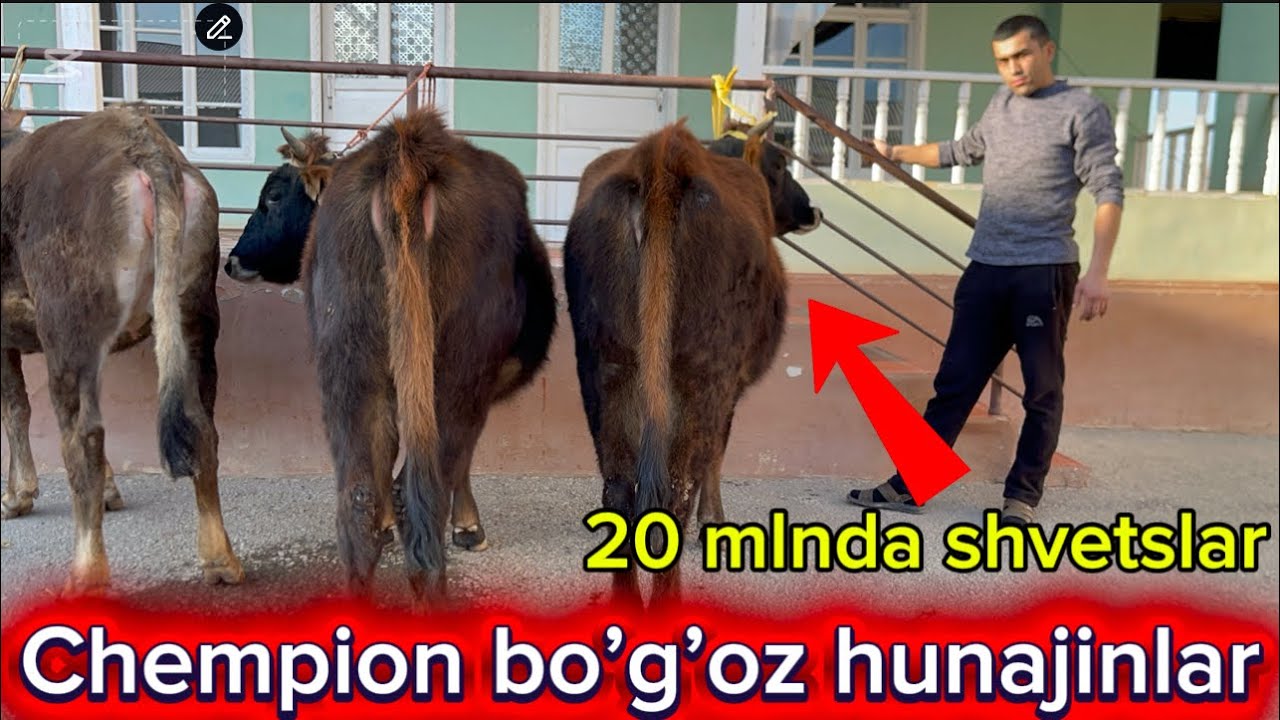 Muhiddin akada chempion bogozlar shoshiling 