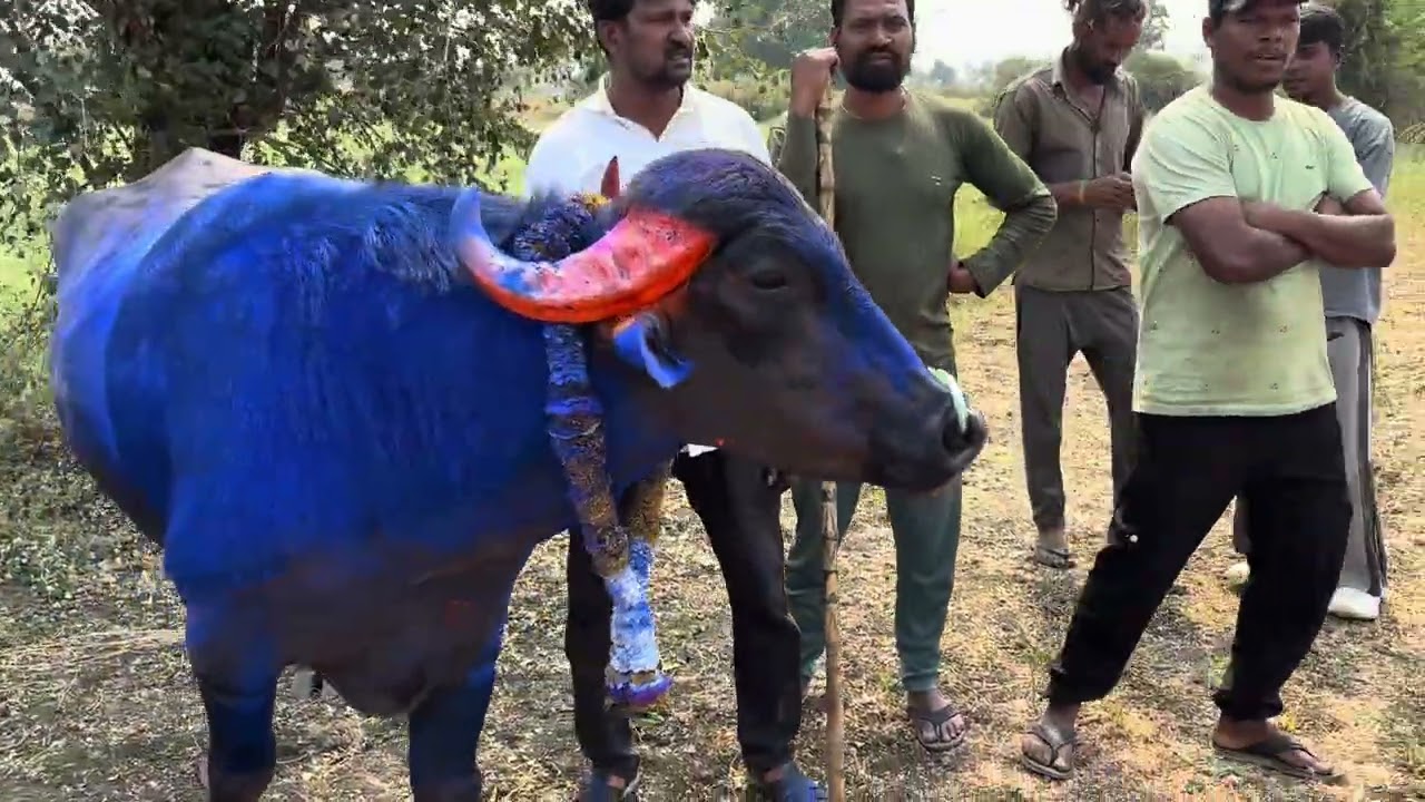 Doma And Mangru Ki Video Hd Kanhan,Kamptee,Nagpur 