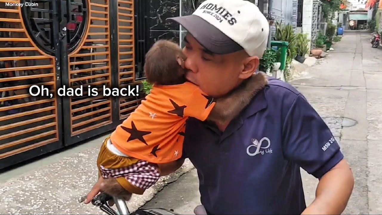 Emotional Moment: Baby Monkey Cubin Runs To Hug Dad After Market Trip!