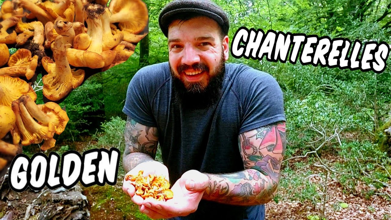 FORAGING FOR EDIBLE MUSHROOMS UK | CHANTERELLES (LATE SUMMER 2021)