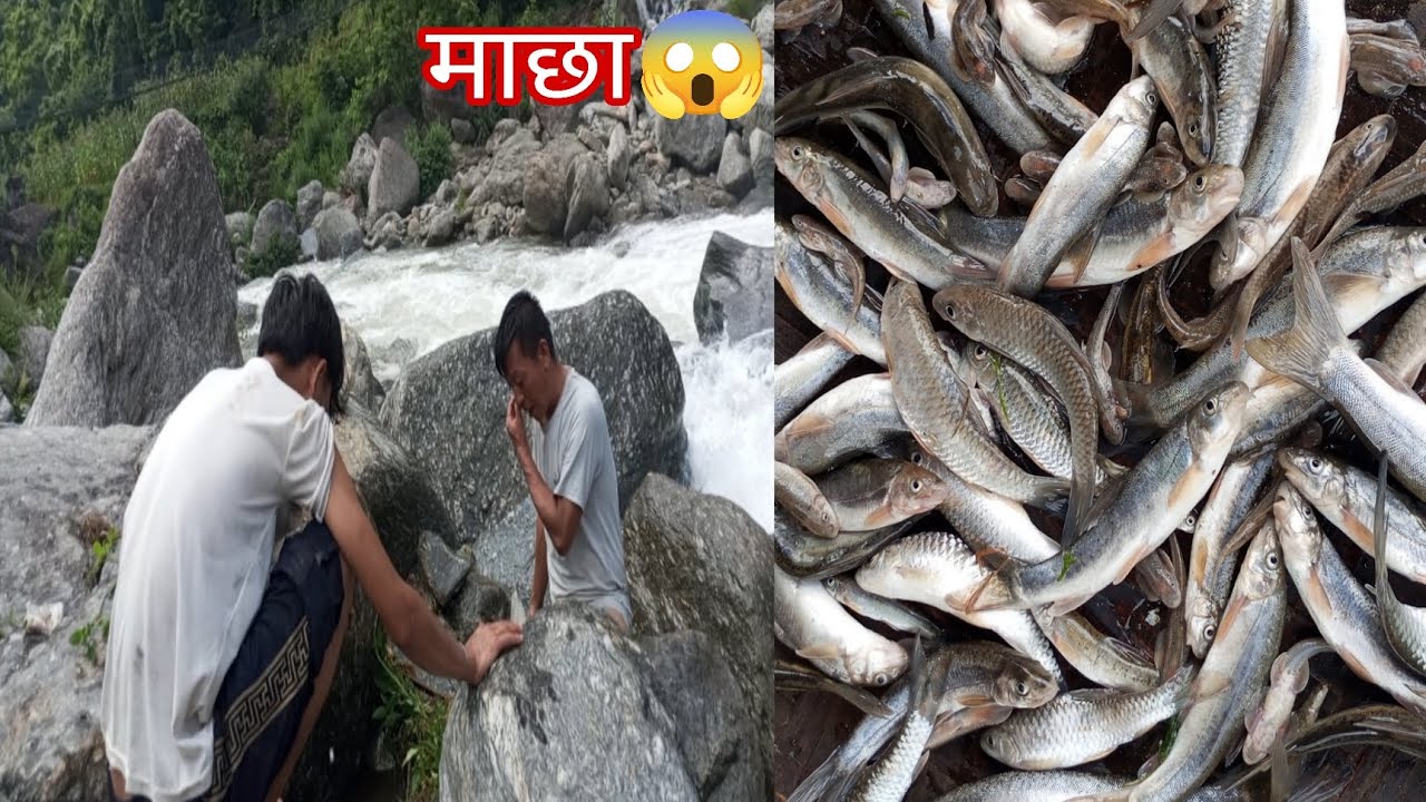 फेरि माछा (fish) मारियो ४ जनाले ताप खोलामा ।।❤️🐟️ #pratikvlog