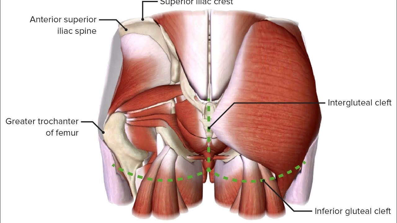 Kilinik anatomiya Dumba sohasi (regio glutea)  OXTA