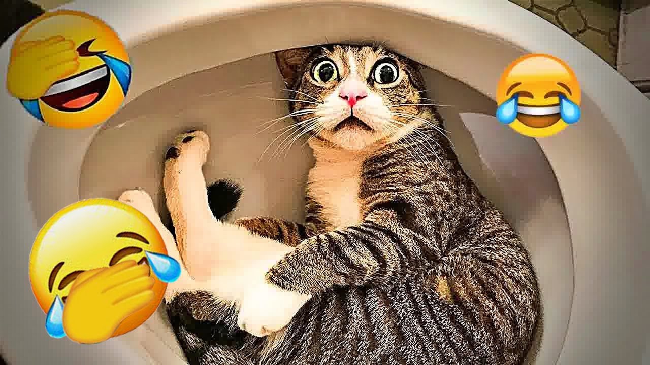 You Laugh You Lose 🤠 Funniest Cats and Dogs 2026 🤣 Part12