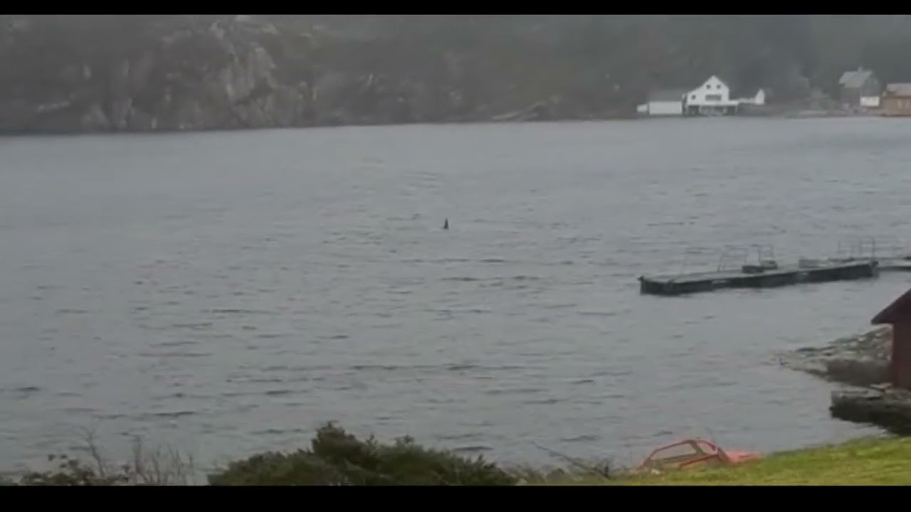 Spekkhoggere ved Vollasjøen på Glesvær