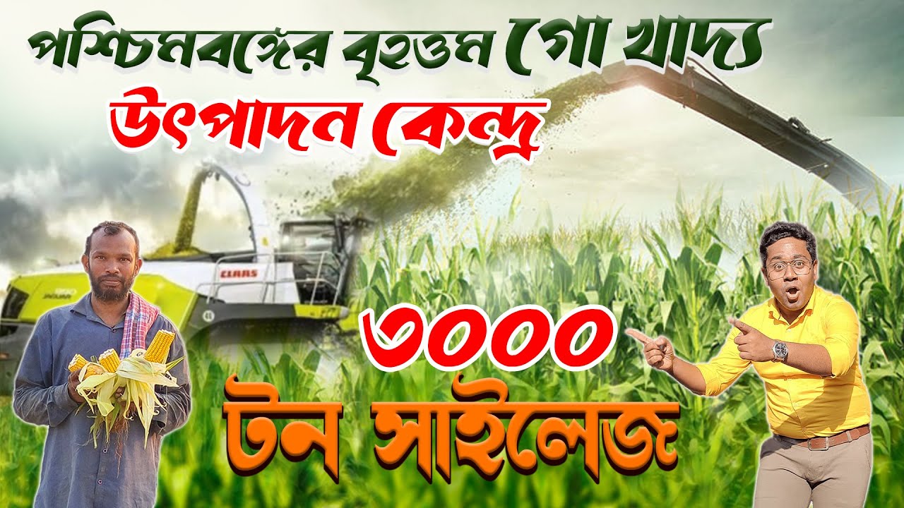 পশ্চিমবঙ্গে বৃহত্তম সাইলেজ ফ্যাক্টরি | ৩০০০ টন Corn Silage ।  Dairy Feed | ভুট্টা সাইলেজ