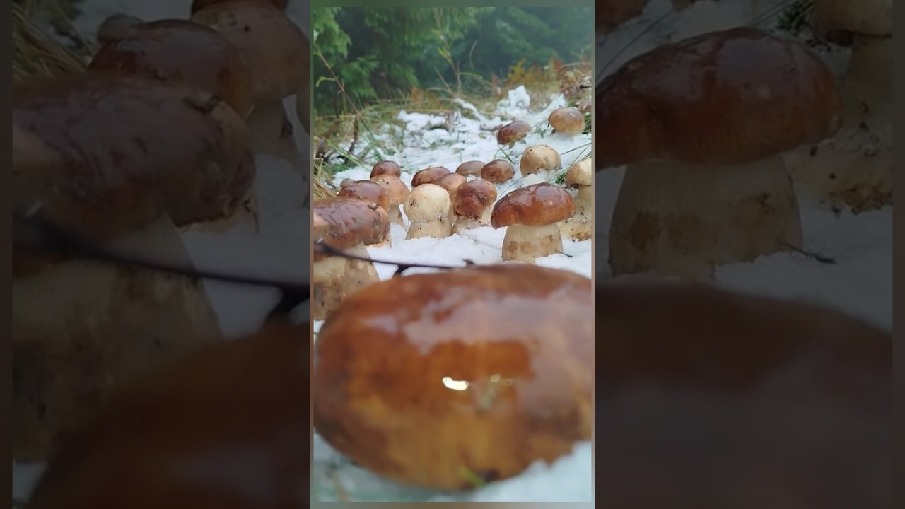 Mushrooms from the Carpathian mountains #2025 #funghi #porcini #boletus