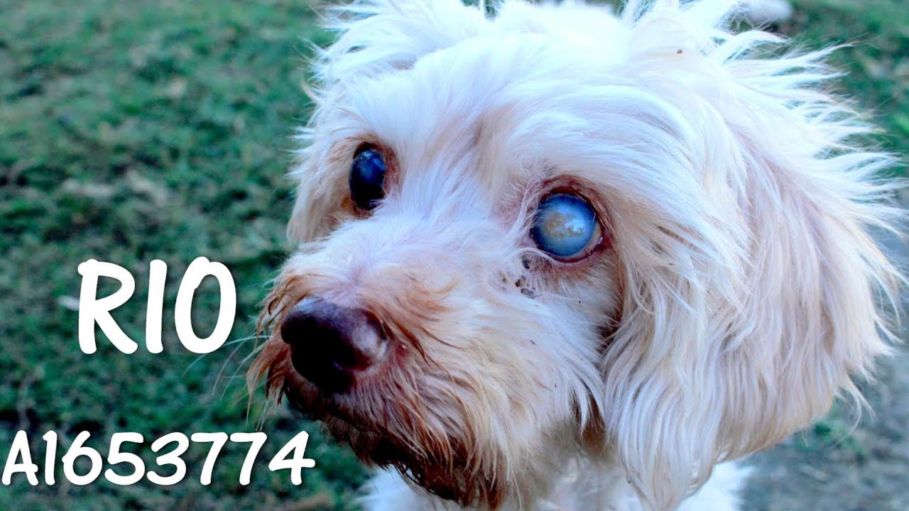 OC Animal Care - Rio A1653774