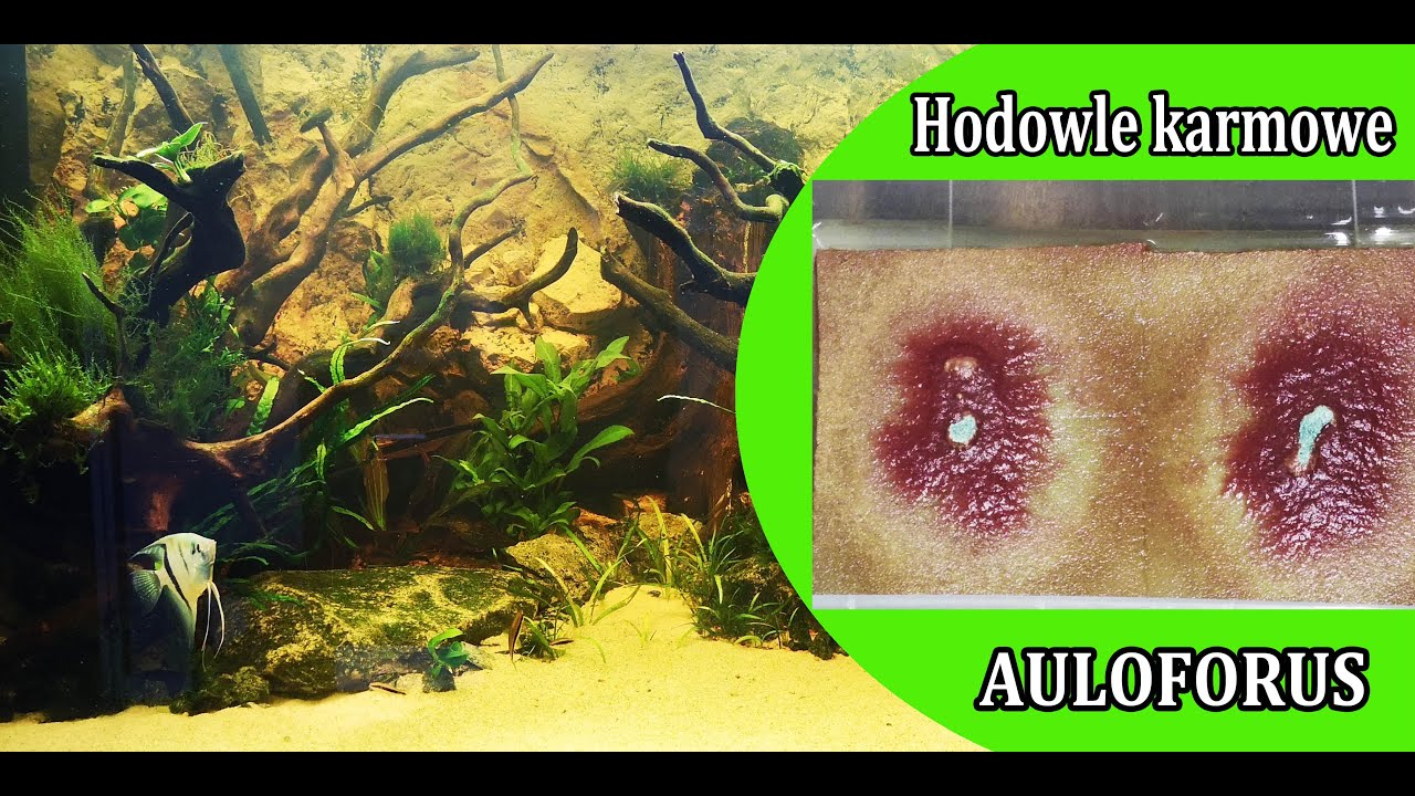 Hodowle karmowe - Auloforus