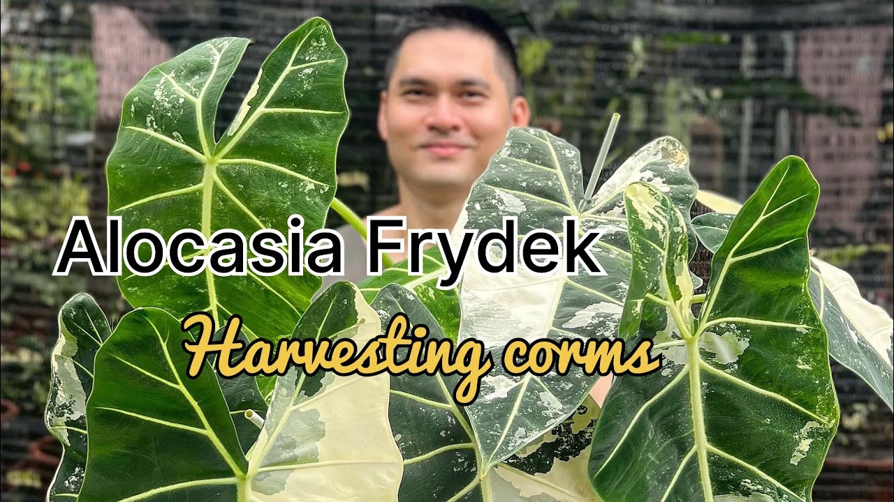 Harvesting corms from Alocasia Frydek