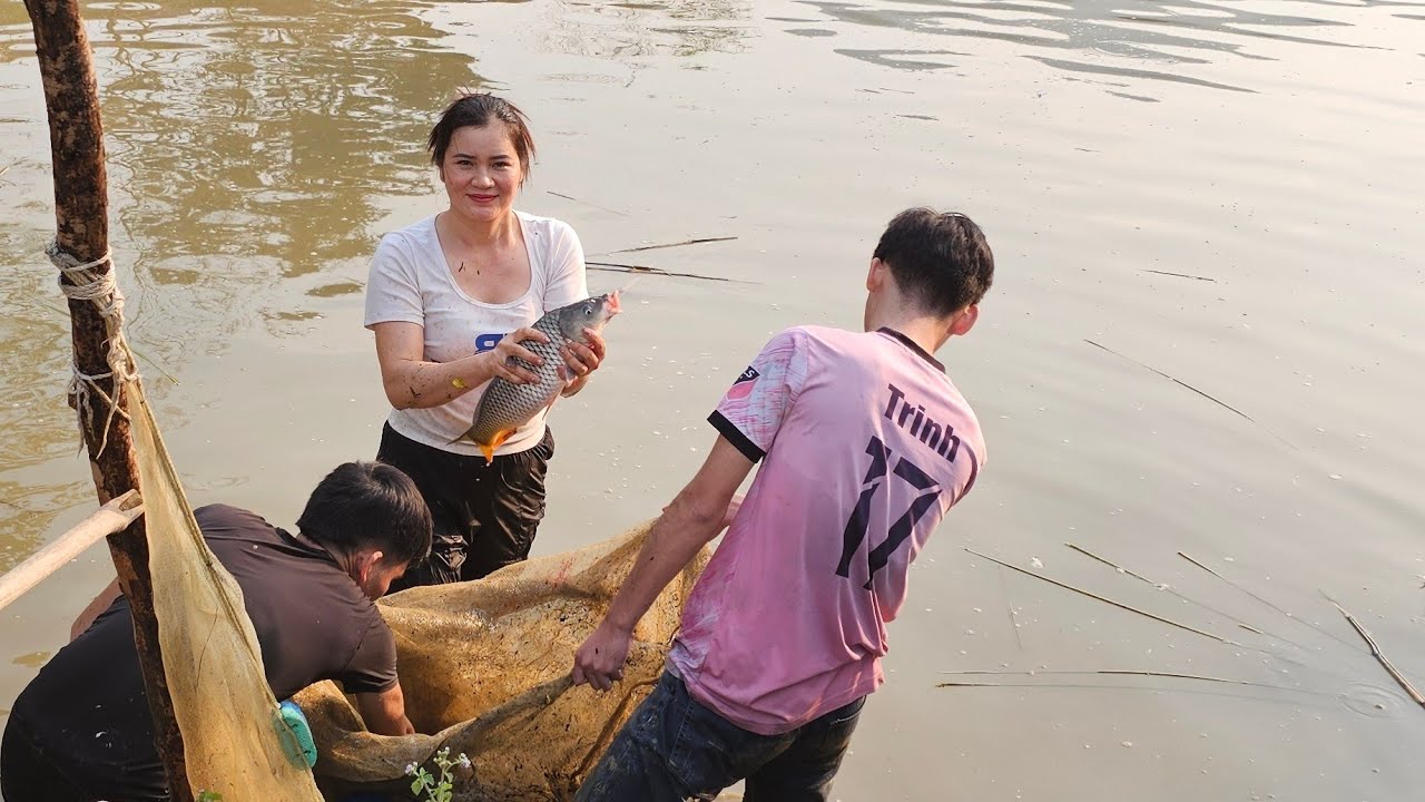 Catching and harvesting fish after 2 years of releasing them into the pond. There are big fish.