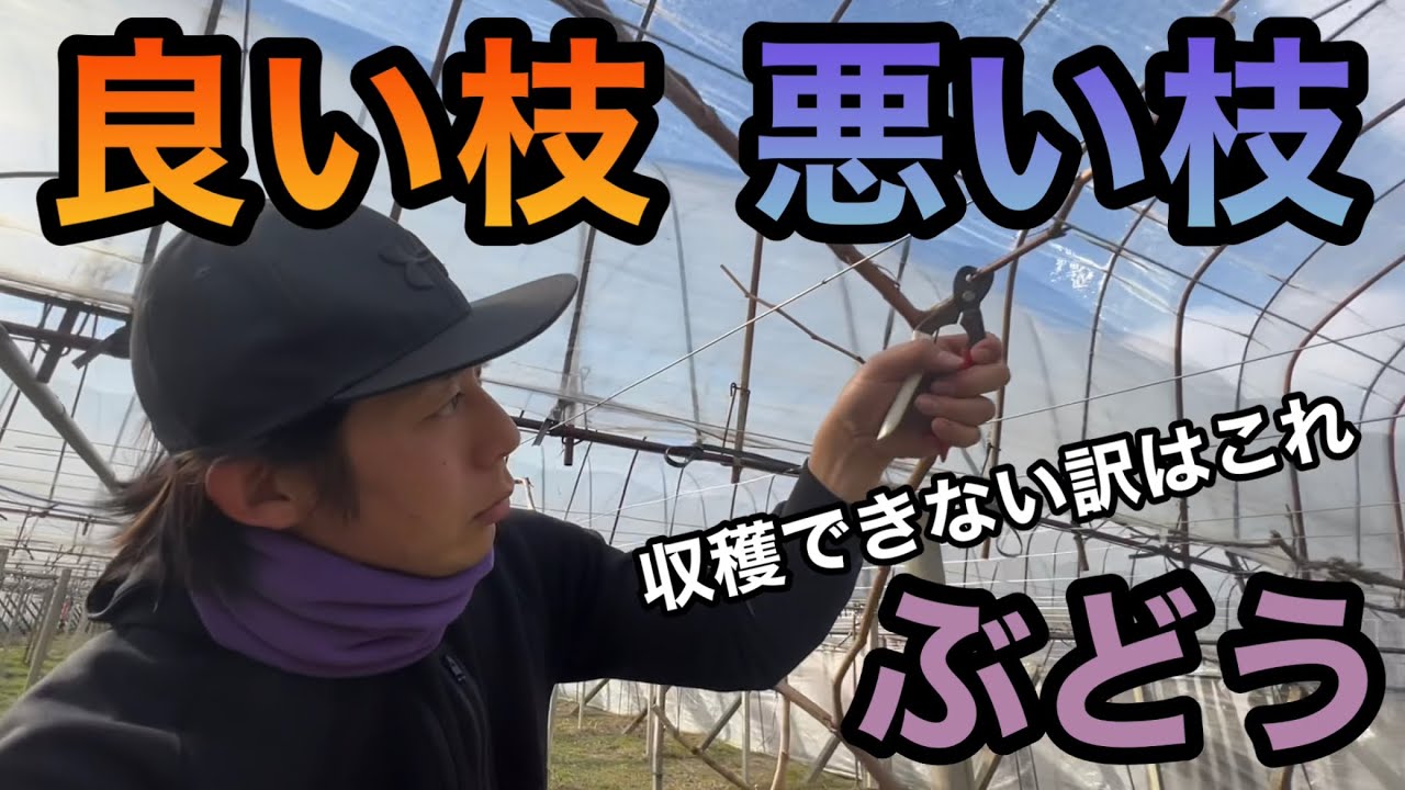 ぶどう良い枝悪い枝の見分け方〜初心者でも簡単！芽傷処理で収穫量UP〜