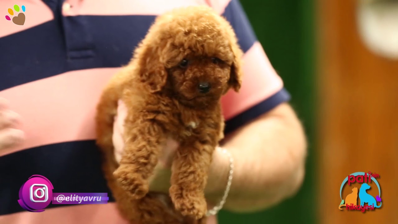 Poodle köpeğimi yalnız bıraktığım zaman tuvalet eğitiminde hata yapıyor, sebebi ne olabilir ?