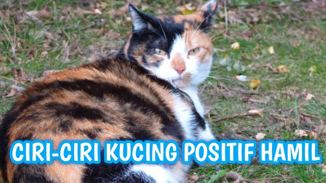 CIRI-CIRI KUCING POSITIF HAMIL | cara mengetahui kucing hamil atau tidak