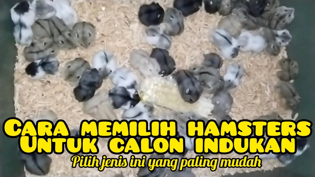 CARA MEMILIH HAMSTER UNTUK CALON INDUKAN YANG BAIK | hamster campbell