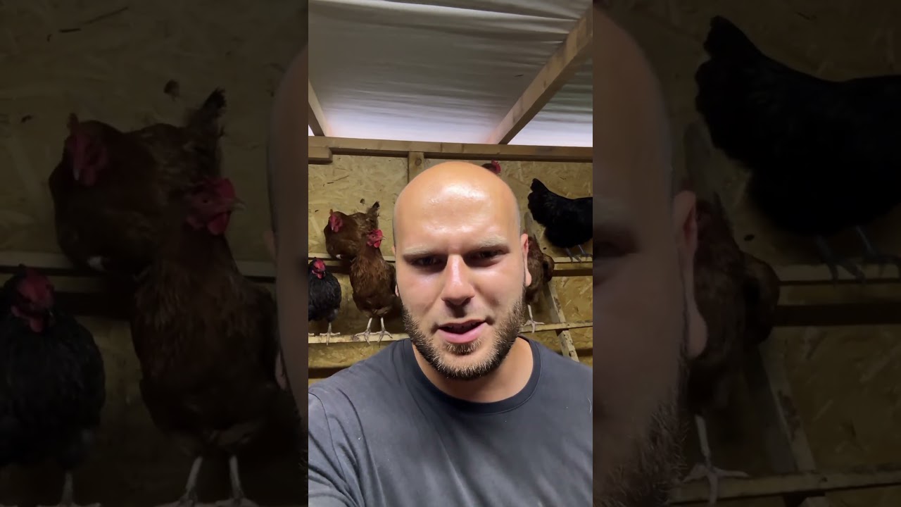 Czy opłaca się hodować kury na jajka? #chicken #egg #chickenegg