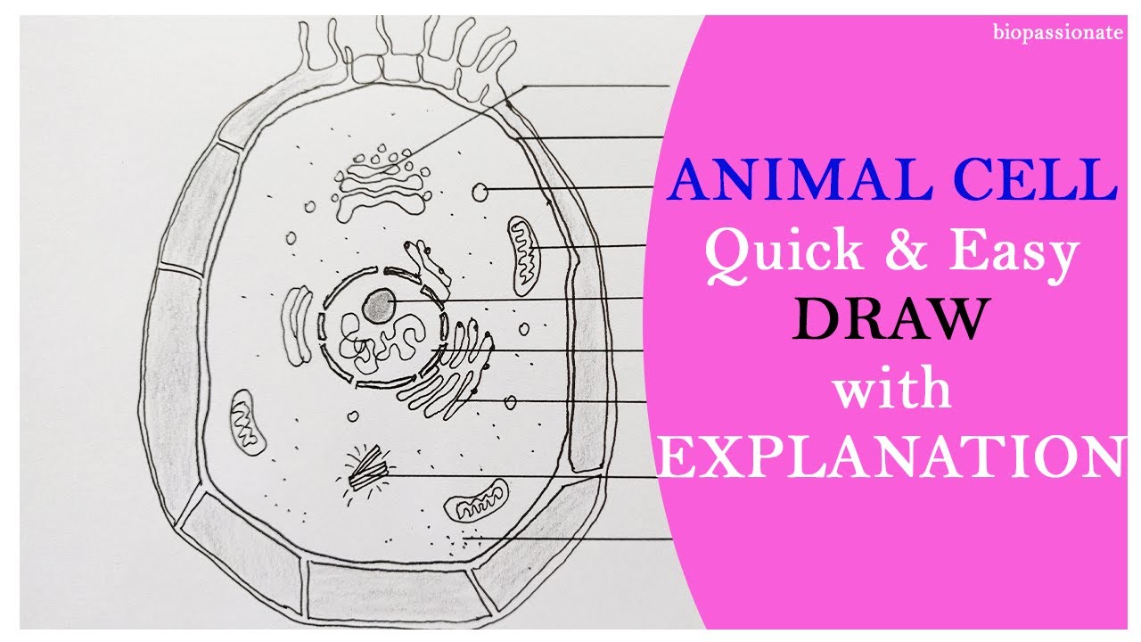 Animal Cell - Quick and an Easy Way of Drawing With Explanation