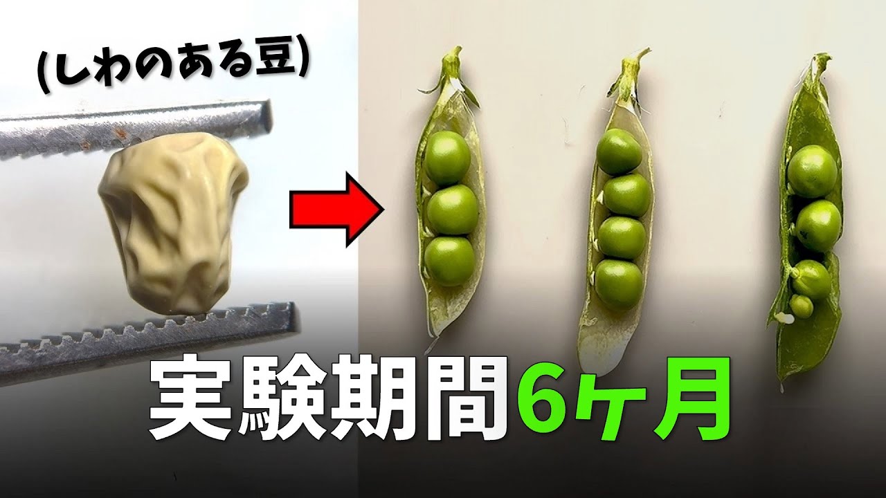 伝説のエンドウ交配実験、ホントにやってみた