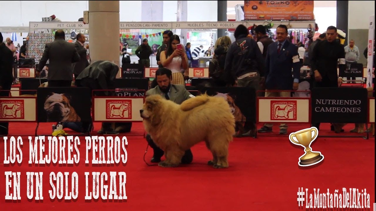 ALABAI, PASTOR DEL CÁUCASO Y MASTÍN TIBETANO EN EL MISMO LUGAR