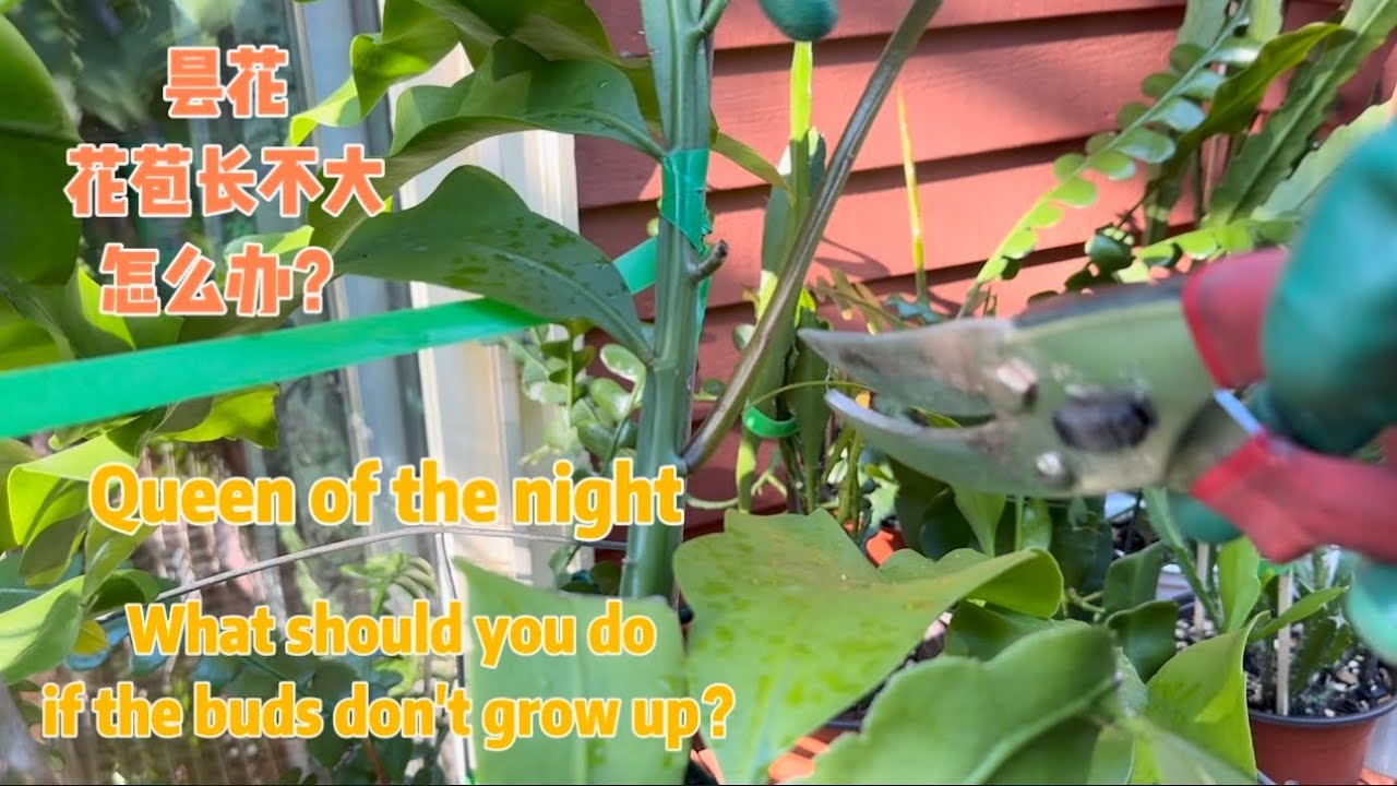 昙花的花苞长不大，甚至落蕾怎么办？what should you do if the buds don’t grow up ?#queenofthenight ￼#昙花