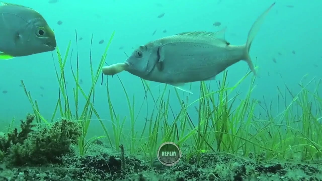 Poissons vs App&acirc;ts 1