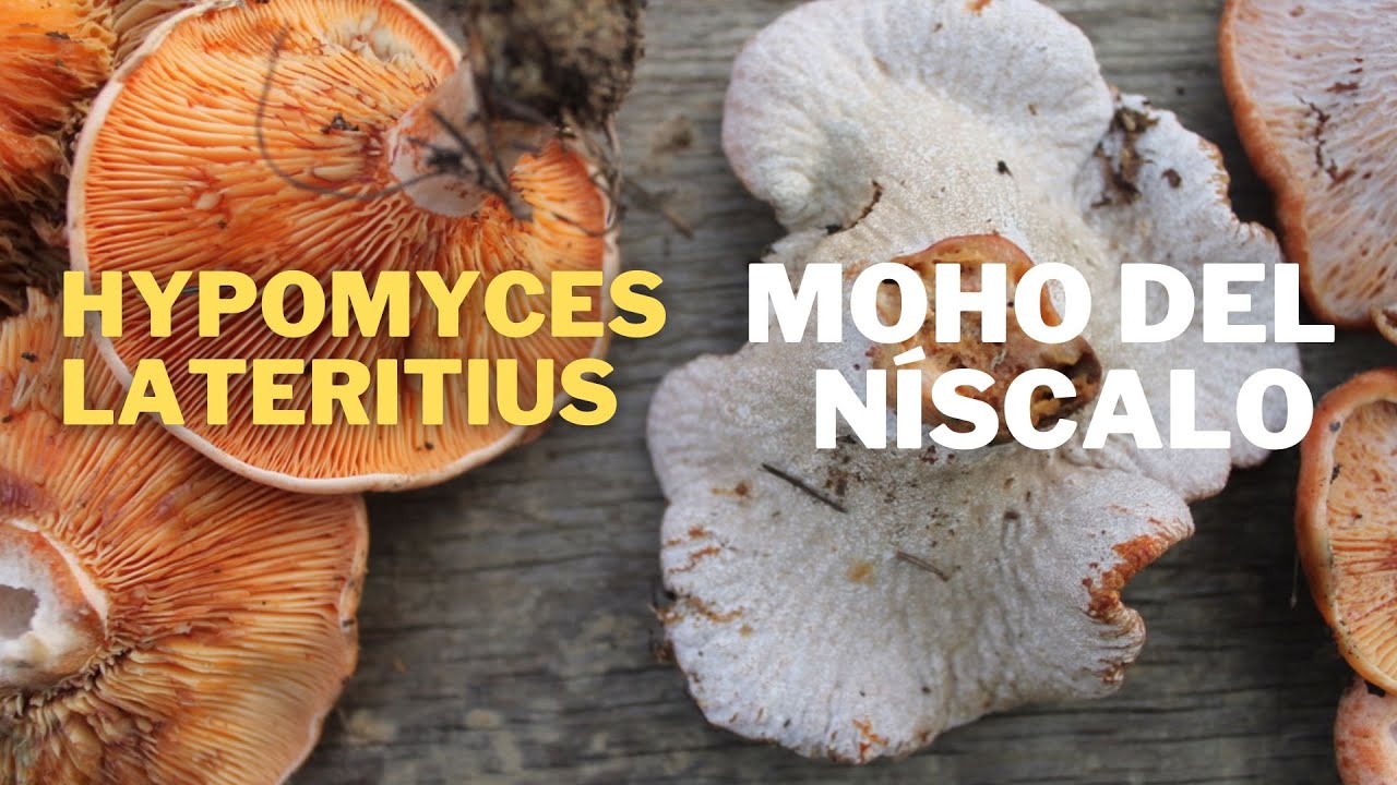 Moho del n&iacute;scalo | Hypomyces lateritius #setas #mushroom #fungi