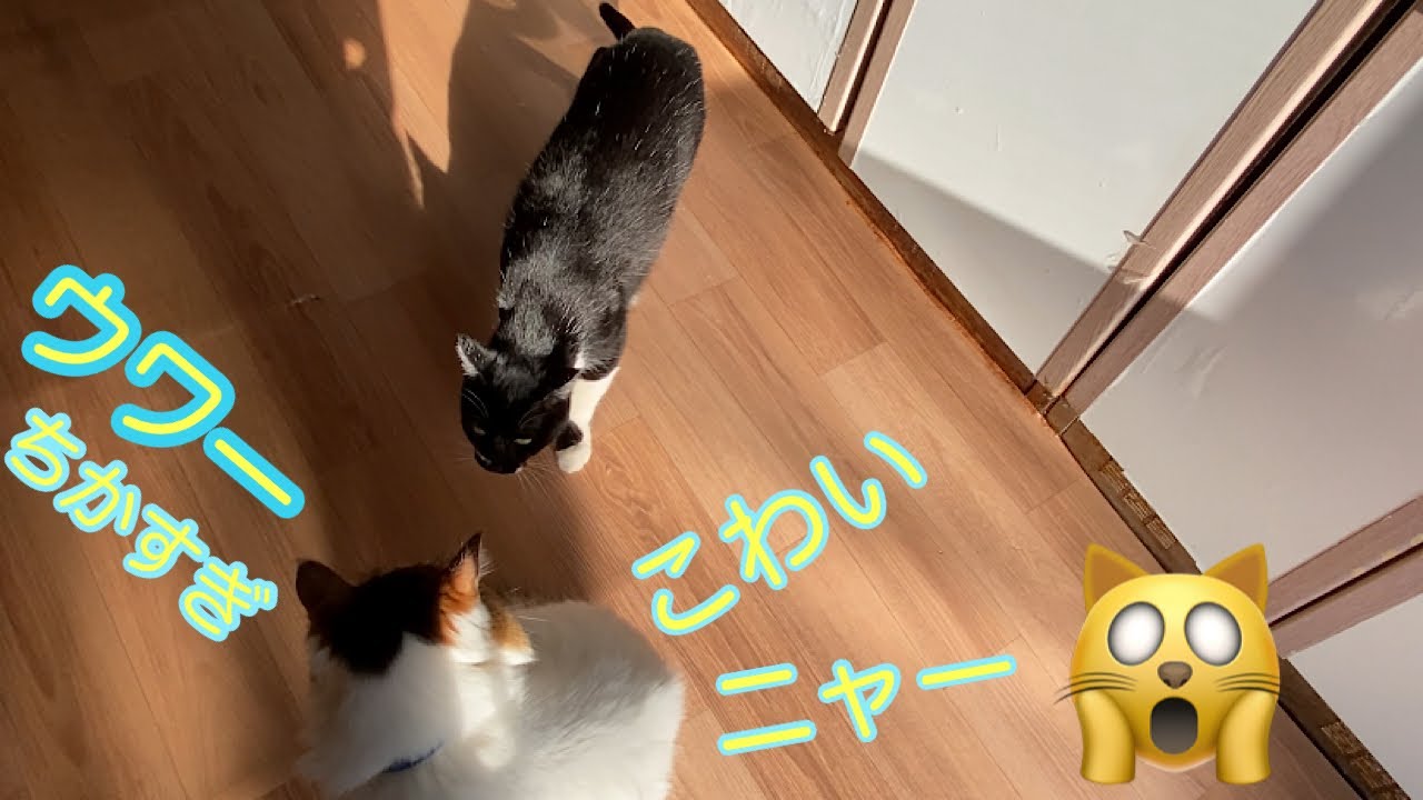 [保護猫猫エイズキャリアと先住猫]保護猫ベルちゃんの冒険