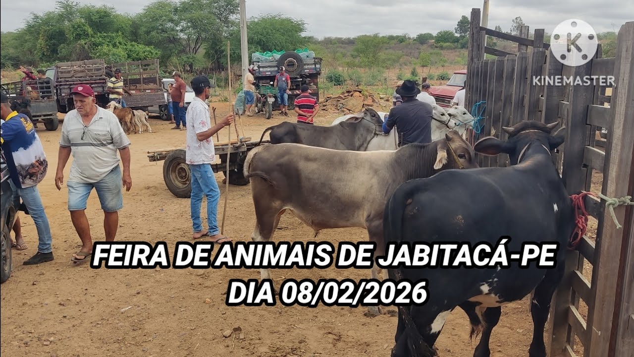 Feira de animais em Jabitacá-PE dia 08/02/26