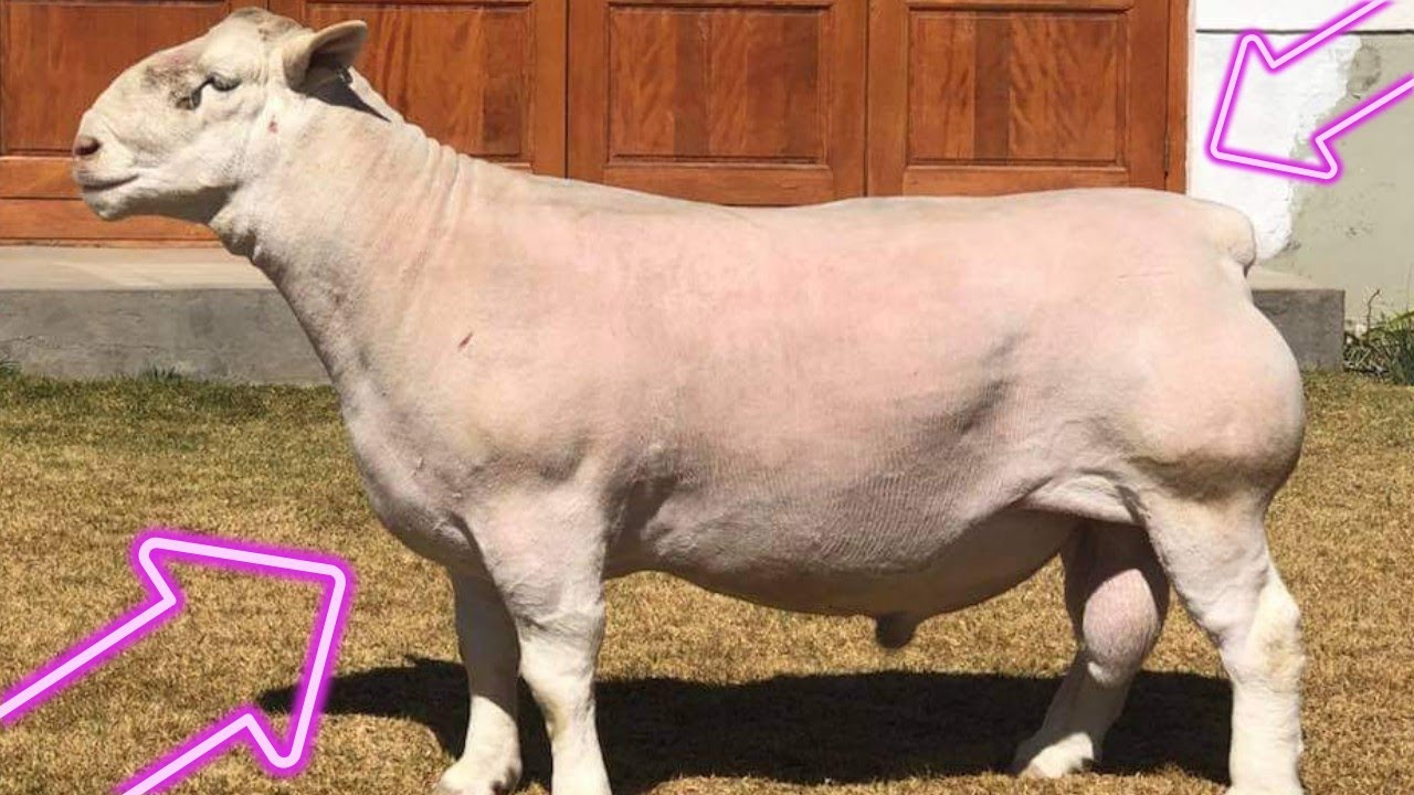 White Dorper Bucks Big size South African