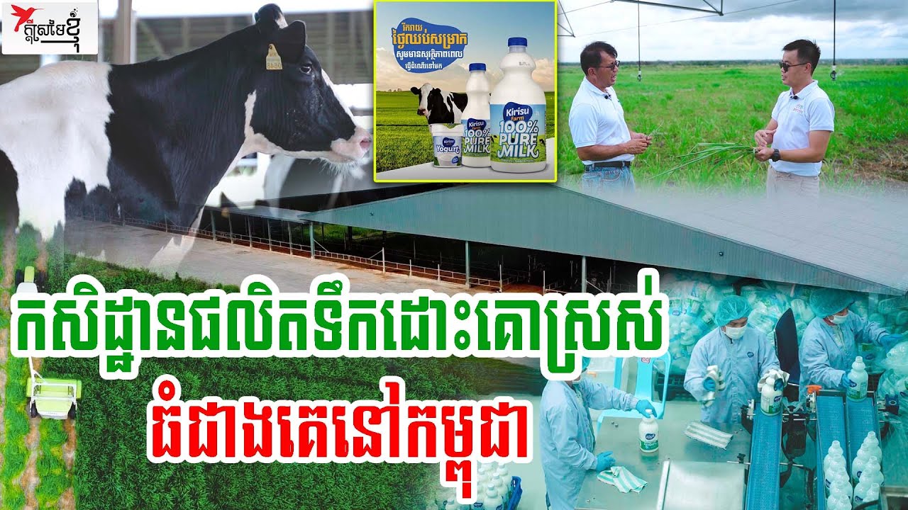 កសិដ្ឋានខ្មែរមួយកន្លែងនេះ អាចផលិតទឹកដោះគោ ស្រស់ជាងទឹកដោះគោនាំចូល | កម្មវិធីក្ដីស្រមៃខ្ញុំ