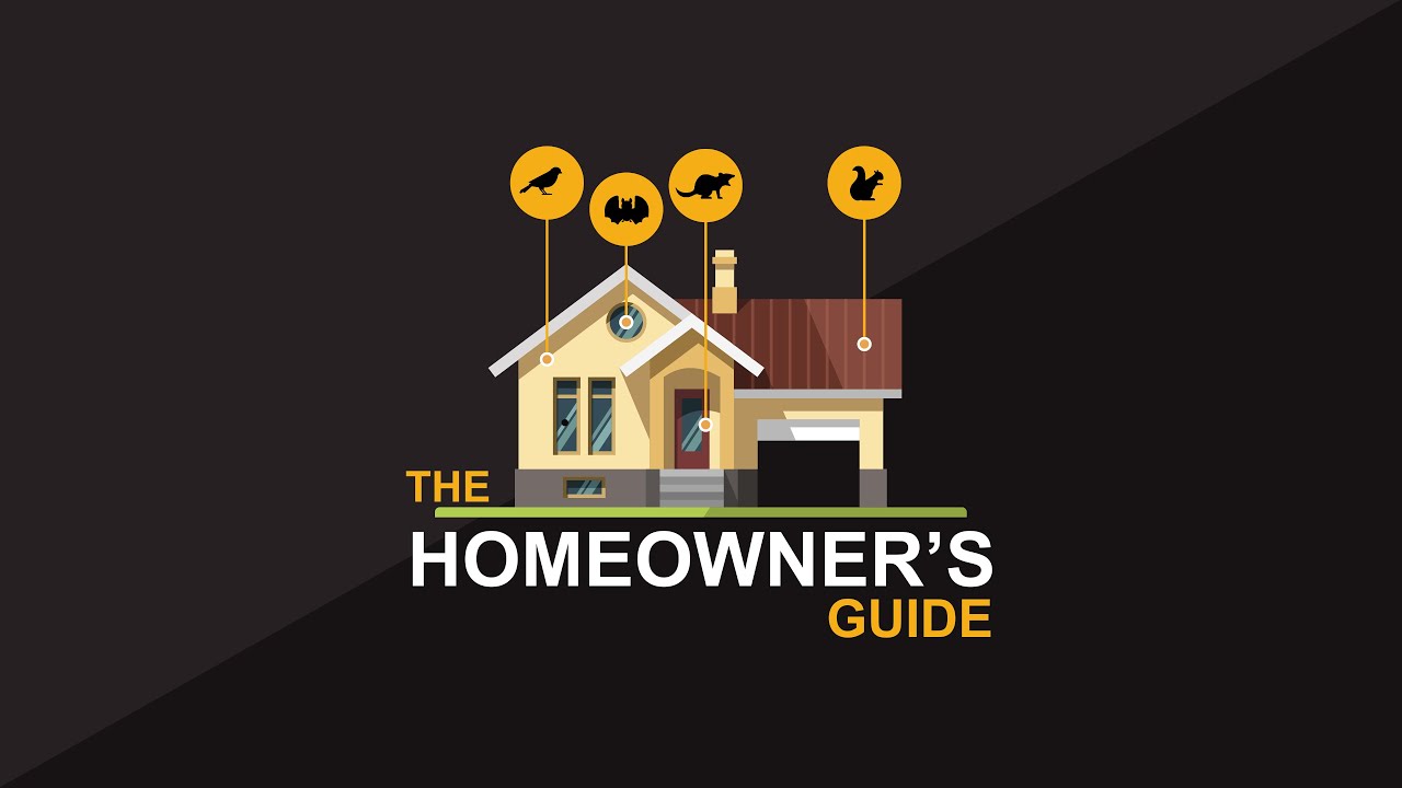 Homeowner's Guide to Bats | Bat Removal | Bats in the Attic | How to Get Rid of Bats