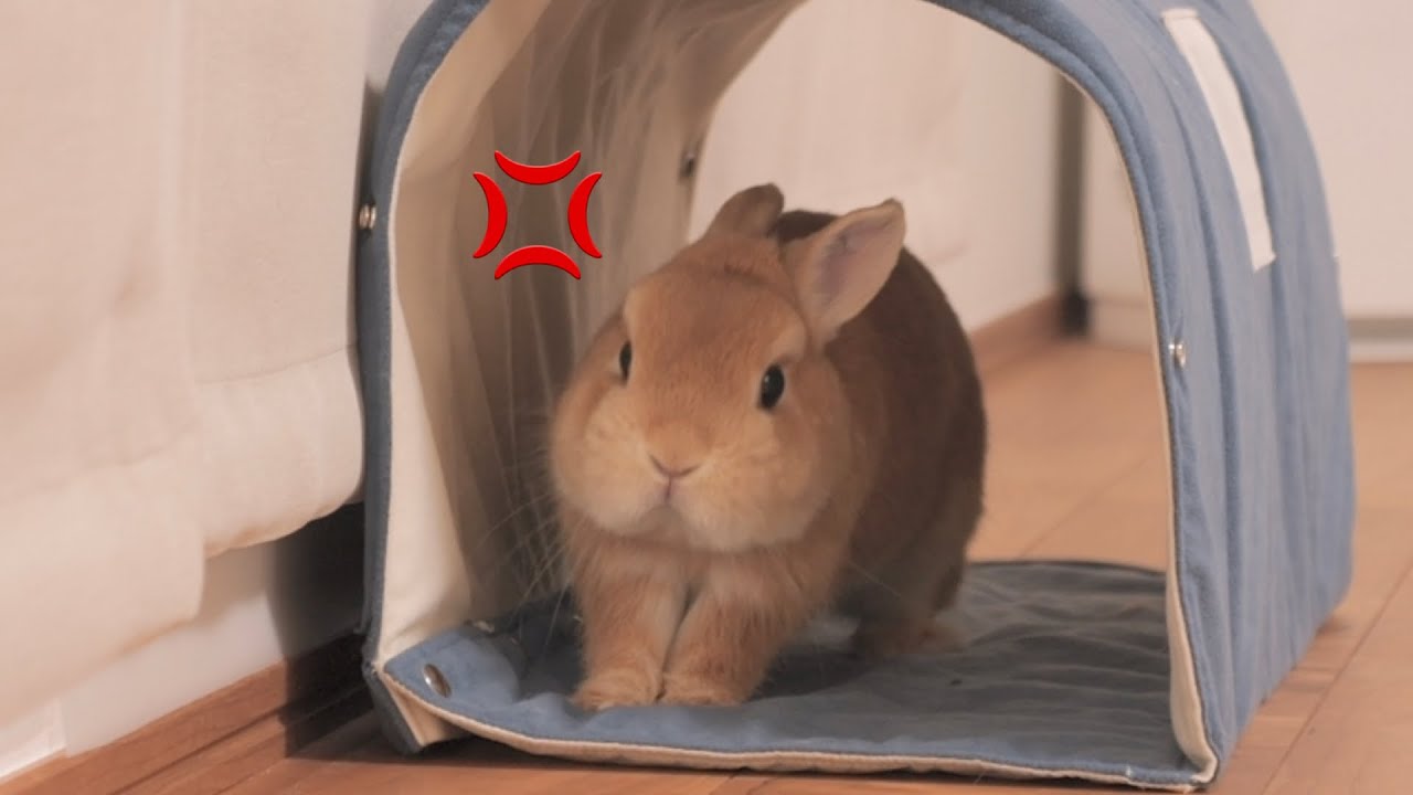 ウサギの習性を真似していたら本気でムギに怒られてしまった様子をご覧ください【No.1051】