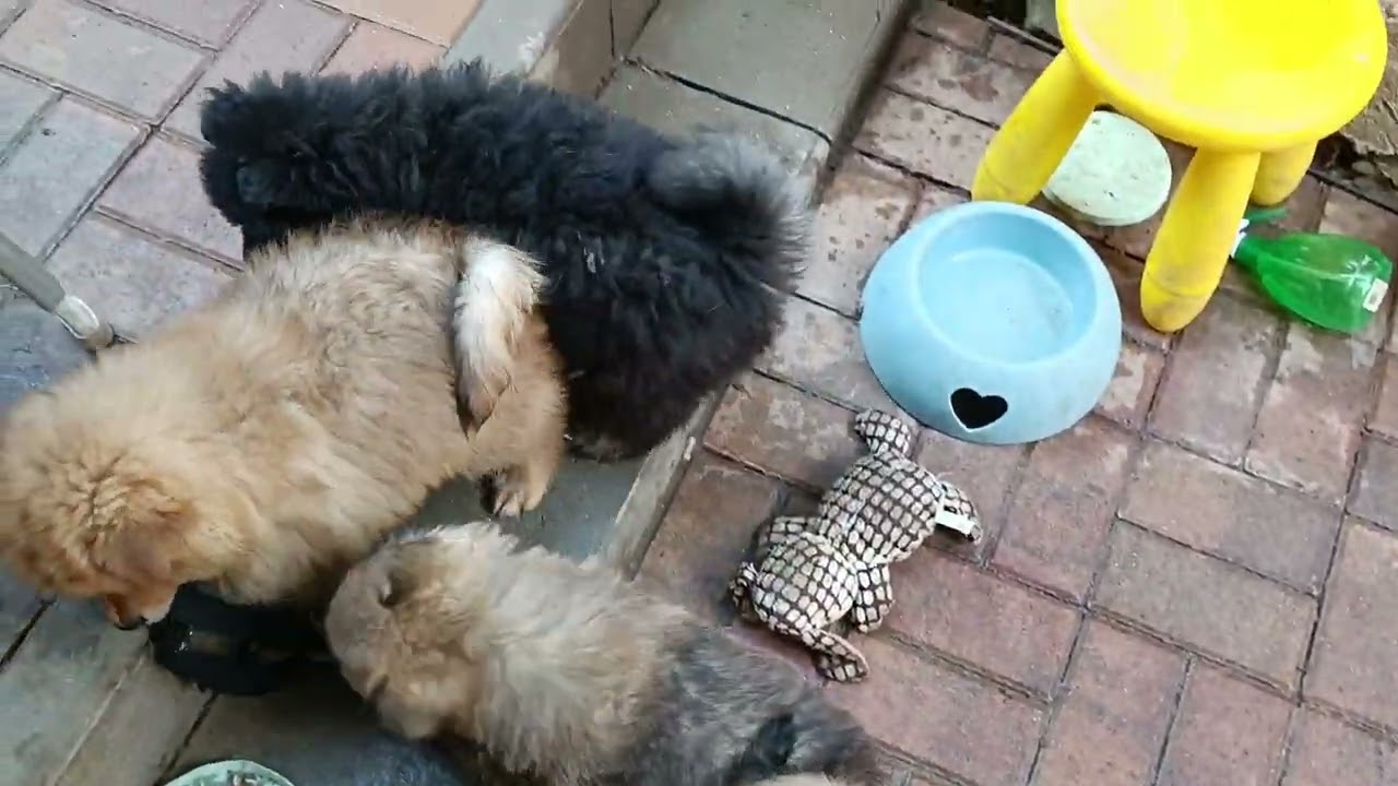 Finnische Lapphunde of Northern Lights G-Wurf 8,5 Wochen