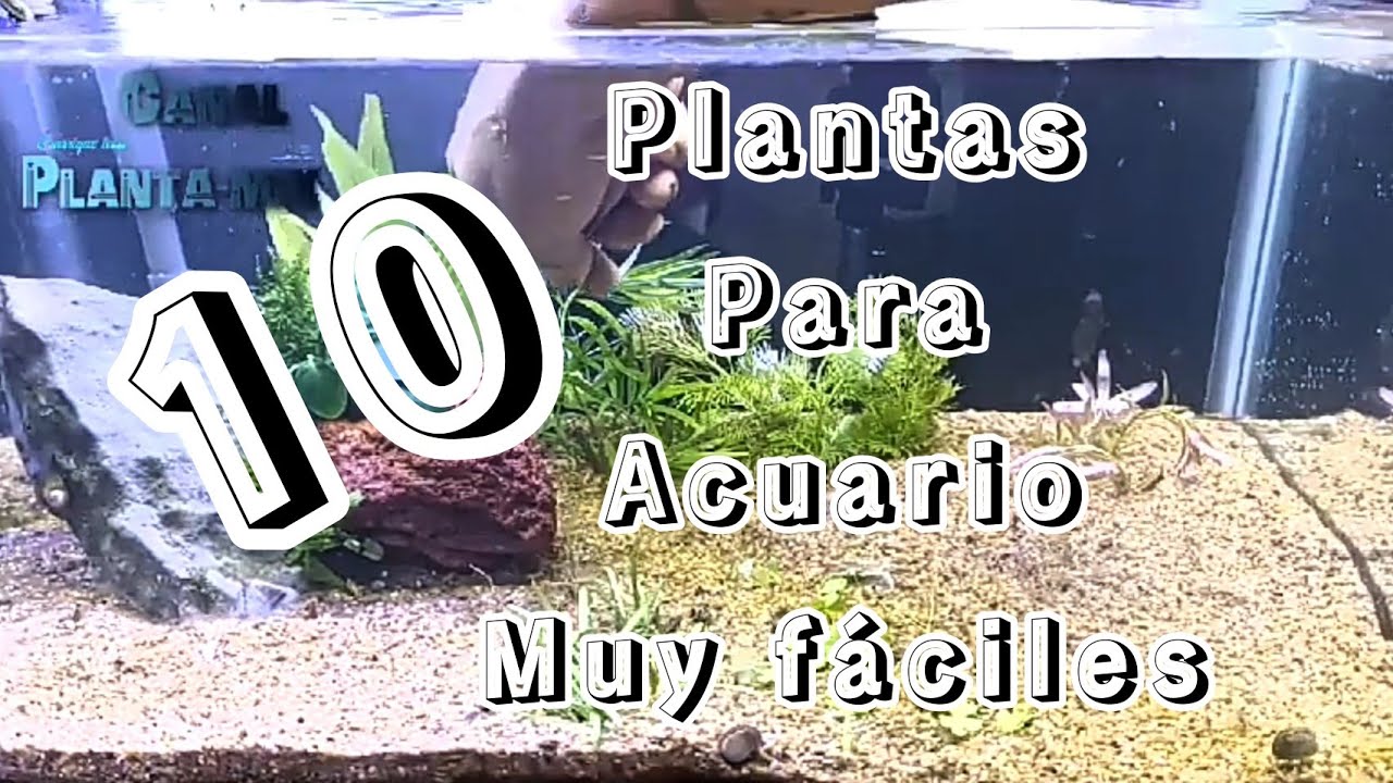 plantas para Acuario muy fáciles de mantener