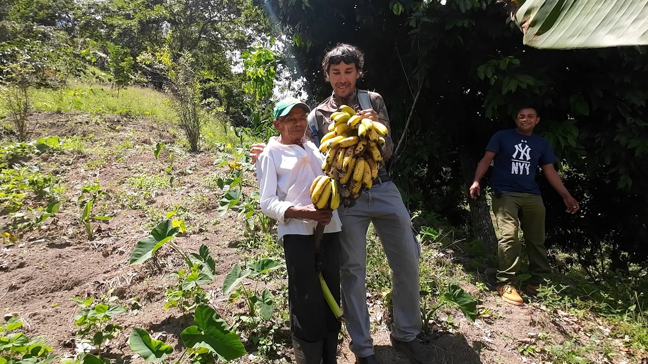 MIREN POR QUE LA VIDA DEL CAMPO ES LO MEJOR QUE HAY. FRUTAS DEL CAMPO DOMINICANO .LA LOMITA