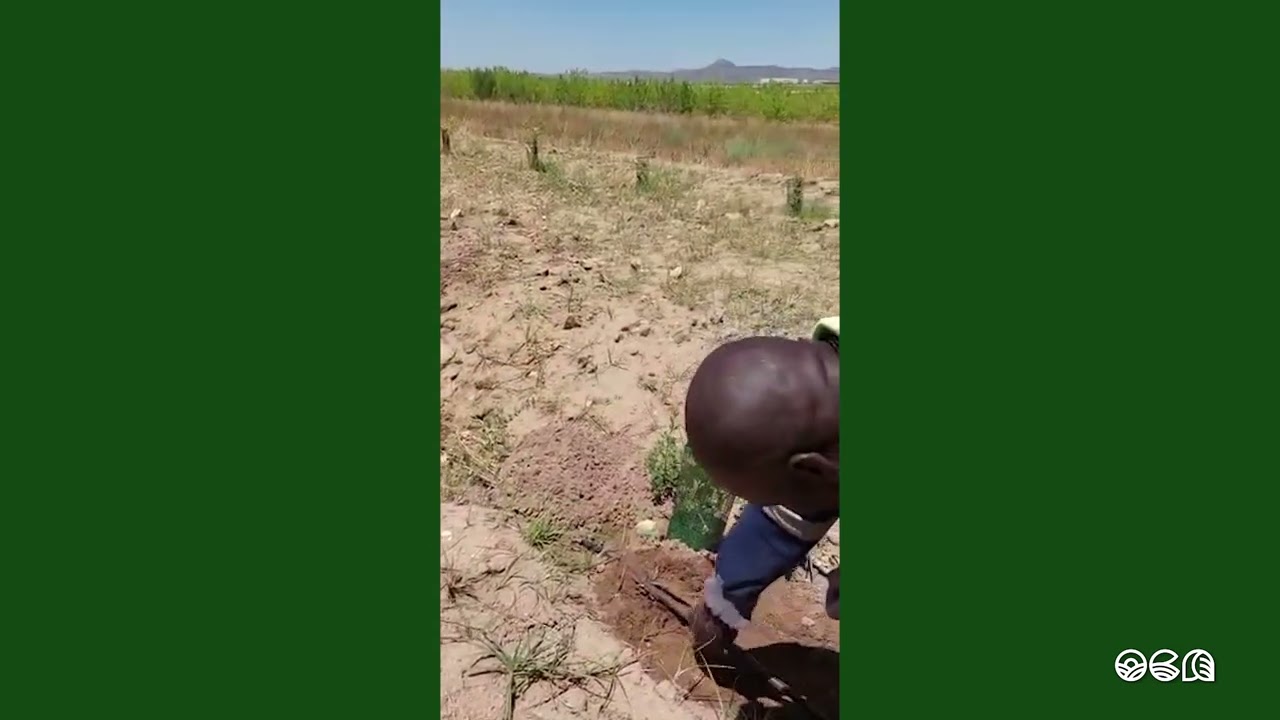 Instalación de trampas para topos