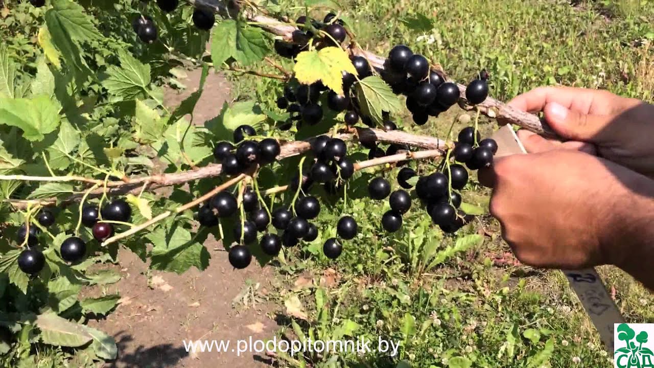 Смородина чёрная сорт Ядрёная